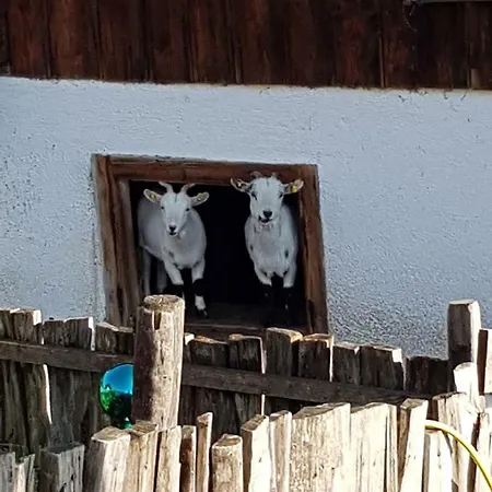 Bergmoment - Adults Only Διαμέρισμα Ellmau