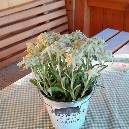 Appartamento Bergmoment - Adults Only Ellmau